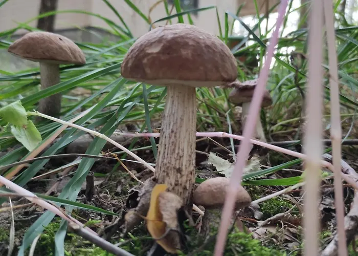 Swierkowisko Cisza Las Plaza Blisko